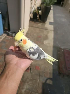 Cockatiel with cage (talks and whistles)