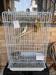 Cockatiel with cage (talks and whistles)