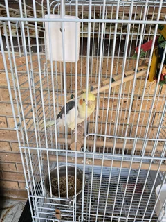 Cockatiel with cage (talks and whistles)