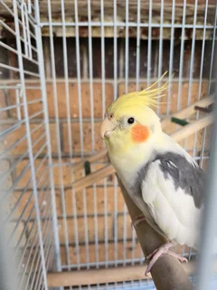 Cockatiel with cage (talks and whistles)