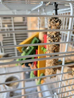 Cockatiel with cage (talks and whistles)