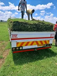 We plant lawn e,g evergreen lawn,Kikuyu grass,Lm