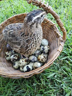 Goliath coturnix quails