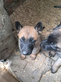 Belgian malinois puppys