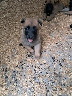 Belgian malinois puppys