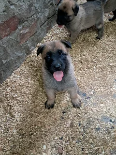 Belgian malinois puppys