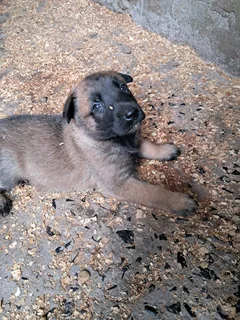 Belgian malinois puppys