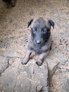 Belgian malinois puppys