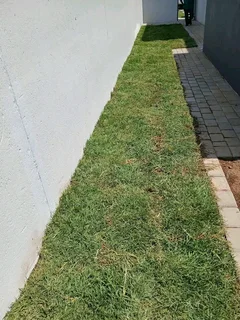 Instant lawn