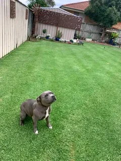 Insant lawn kikuyu ,Berea,Buffalo and Evergreen grass