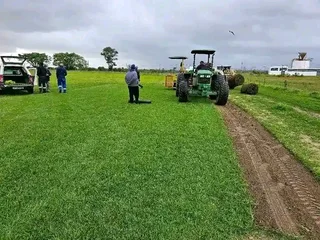 Insant lawn kikuyu ,Berea,Buffalo and Evergreen grass