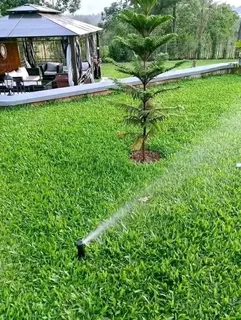 Insant lawn kikuyu ,Berea,Buffalo and Evergreen grass