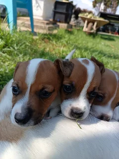 Jack Russell Puppies