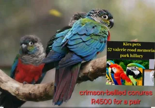 Crimson bellied conures available