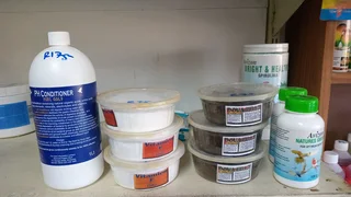 Doxy strong for pegions