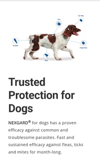 Nexgard for the control of ticks and fleas in dogs