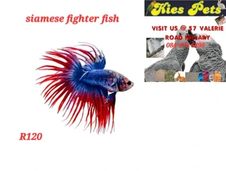 Siamese fighter fish available