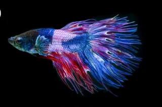 Siamese fighter fish available