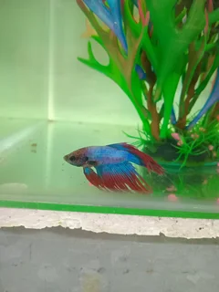 Siamese fighter fish available