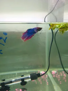 Siamese fighter fish available