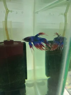 Siamese fighter fish available