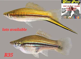 Sword tail tropical fish available