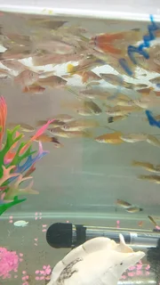 Sword tail tropical fish available
