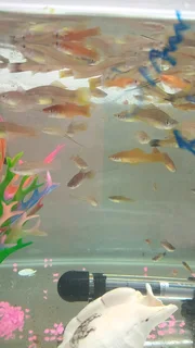 Sword tail tropical fish available