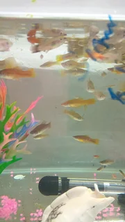 Sword tail tropical fish available