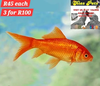 Goldfish  now available