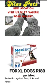 Nexgard for the control of ticks and fleas in dogs