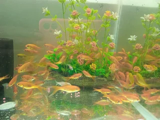 Goldfish  now available