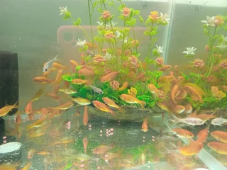 Goldfish  now available