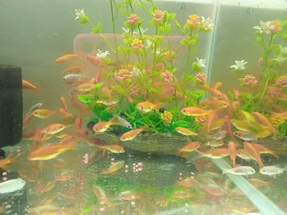 Goldfish  now available