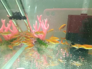 Goldfish  now available