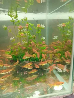 Goldfish  now available