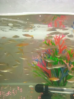 Sword tail tropical fish available