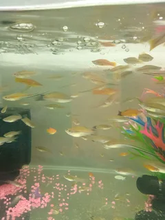 Sword tail tropical fish available