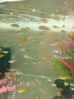 Sword tail tropical fish available