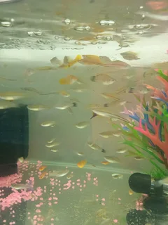 Sword tail tropical fish available