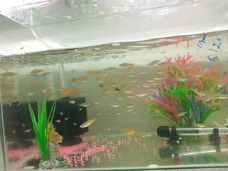 Sword tail tropical fish available