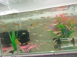 Sword tail tropical fish available