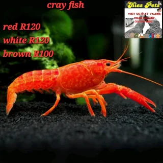 Siamese fighter fish available