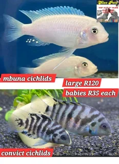 Cichlids now available