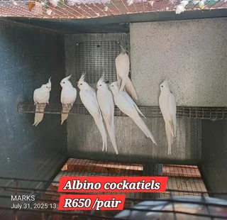 cockatiels available