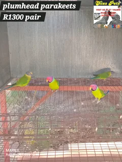Lovebirds available