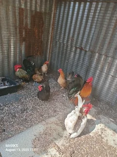 Japanese bantam chickens