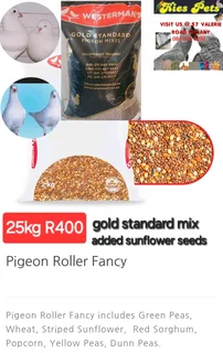 Pigeon Roller Fancy mix