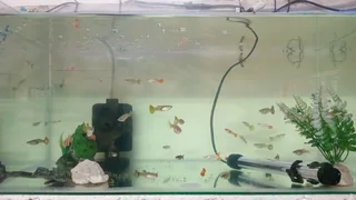 Show guppies now available