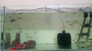 Show guppies now available